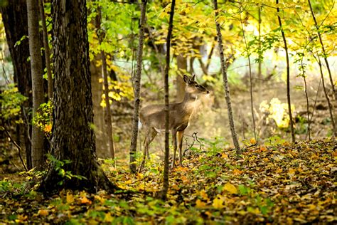 Image result for Indiana Hunting Guide License