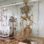 Image result for Anatomisch Museum Leiden