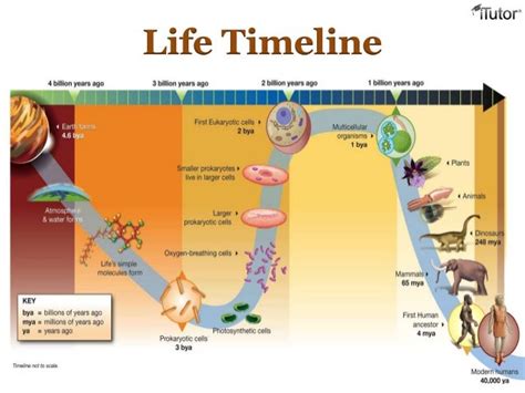 Image result for Evolution Timeline Life