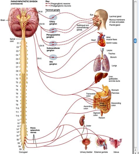 Image result for Autonomic Nervous System Examples