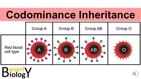 Codominance Genetics Examples に対する画像結果