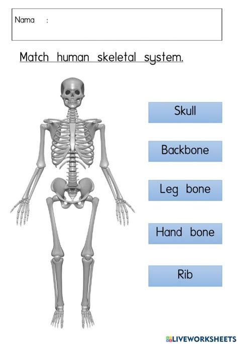 Image result for Binocs Skeletal System Grade 5