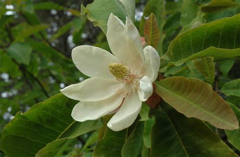 Toradh íomhá ar Blue Java Bananen