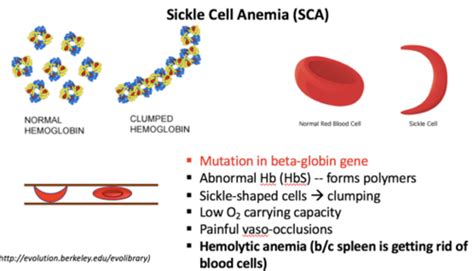 Image result for Gene Mutation Examples