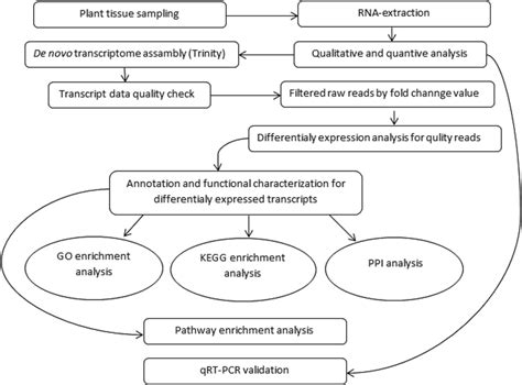 Image result for Transcriptomics Flow Chart