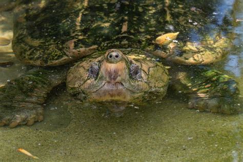 Toradh íomhá ar Snapping Turtle Texture Shell