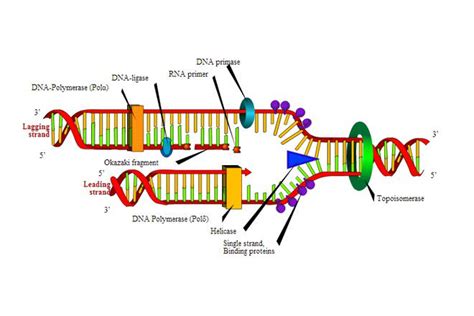 Image result for Replication vs Transcription