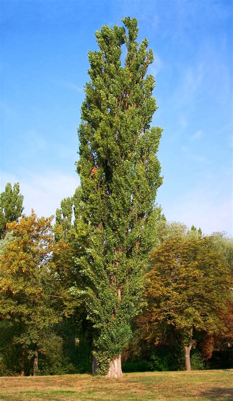 Afbeeldingsresultaten voor Columnar Poplar Tree