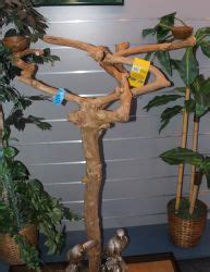 Image result for Java Tree for Birds