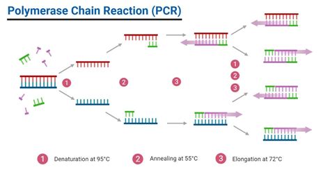 Afbeeldingsresultaten voor PCR Method