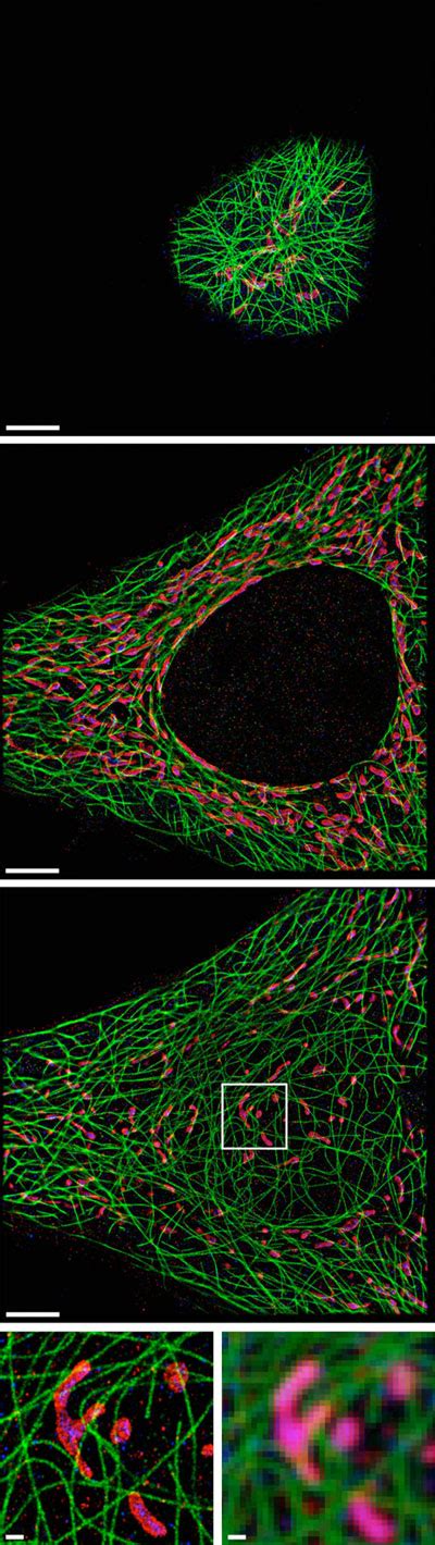 Image result for Molecule Microscope