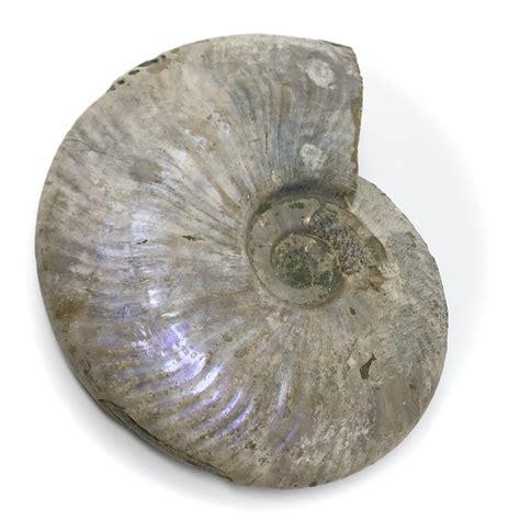 Image result for Fossil Pearl