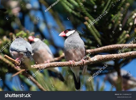 Afbeeldingsresultaten voor Java Sparrow Colors