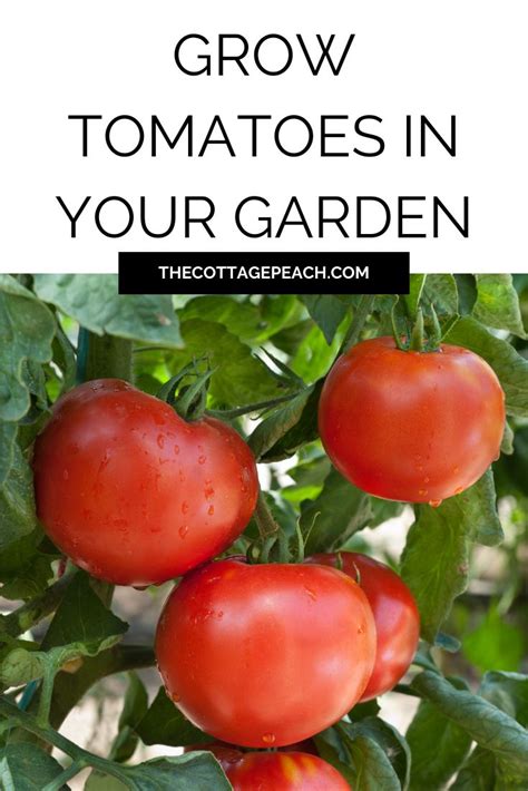 Image result for Tomato Growing Guide