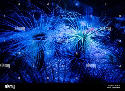 Coral Reef Sea Anemone に対する画像結果