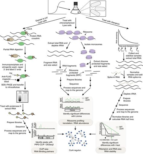 Image result for Transcriptomics Diagram