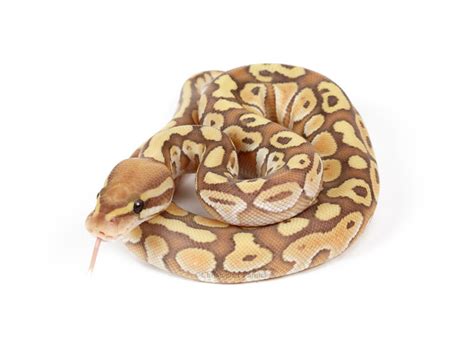 Image result for Banana Butter Lesser Ball Python