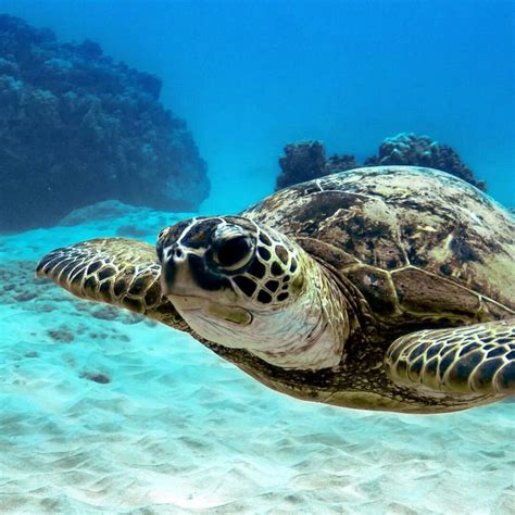 Turtle Wax Ceramic Teardrop Flag に対する画像結果