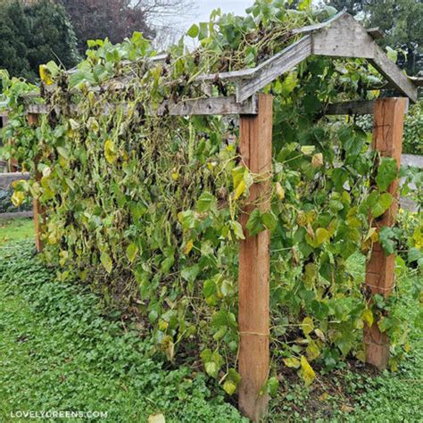 Image result for How to Build Bean Support