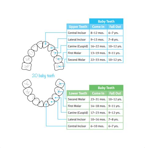 Image result for Teeth Development Chart