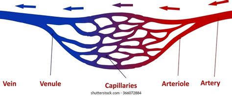 Image result for What Is a Capillary