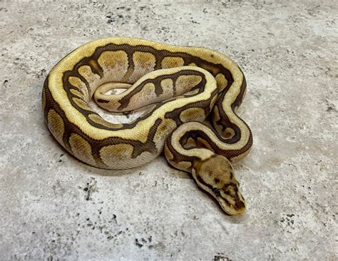 Image result for Fire Spider Ball Python