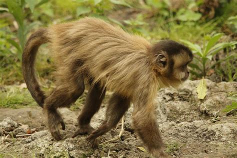 Image result for Wolf Monkey Tail