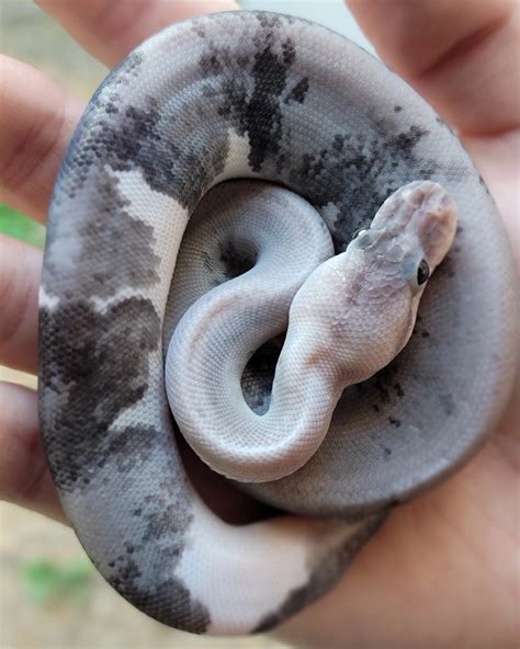 Toradh íomhá ar 8 Ball Python