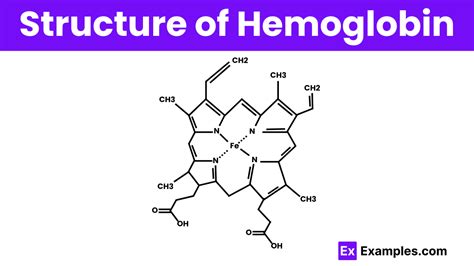 Image result for Hemoglobin Structure and Function