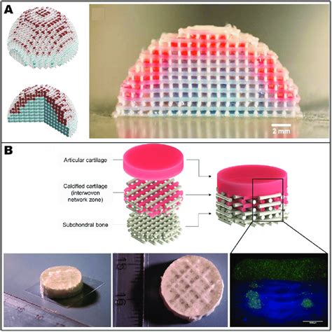 Image result for Human Tissue FDM