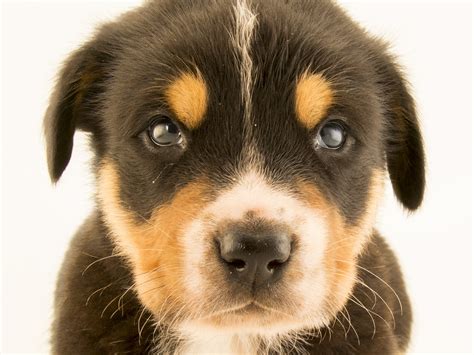 Image result for Dog Puddle Collection