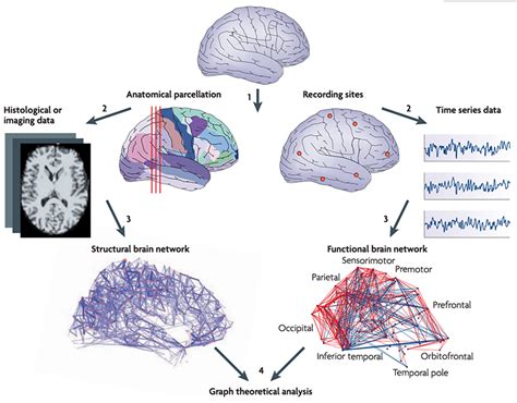 Image result for Brain Network Graph Convolutional Networks