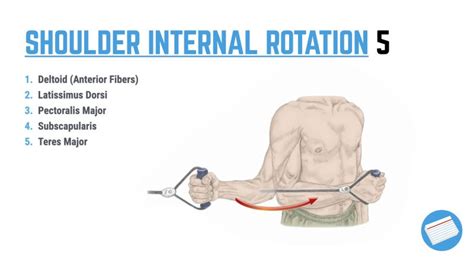 Image result for What Is Shoulder Internal Rotation