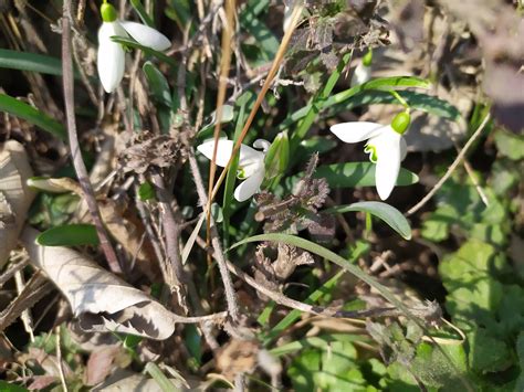 Résultat d’images pour Snowdrop Spring Flowers