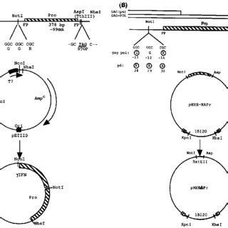 Image result for E. Coli Expression Vector
