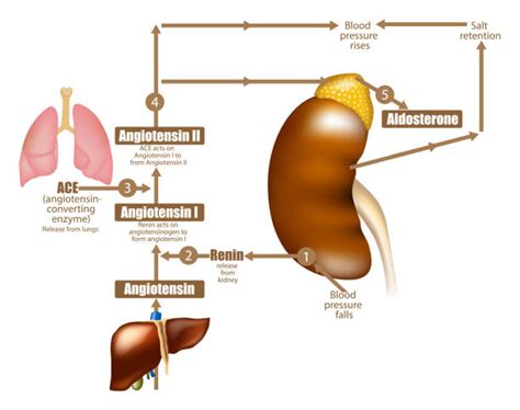 تصویر کا نتیجہ برائے Angiotensine