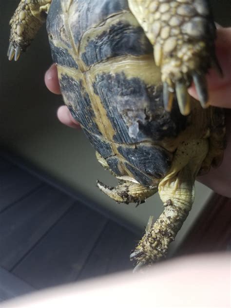 Image result for Desert Tortoise Shell Rot