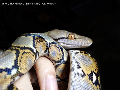 Python Reticulatus Man に対する画像結果