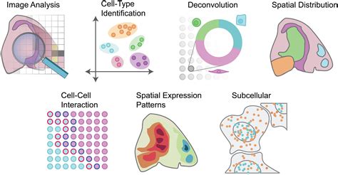 Image result for Spatially Resolved Transcriptomics