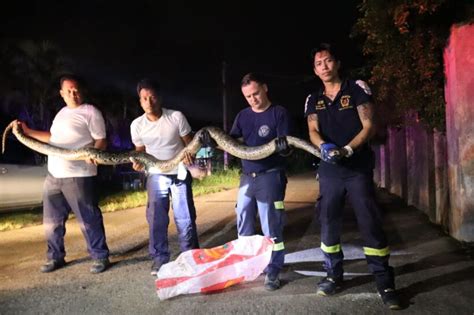 Image result for 7 Metre Python