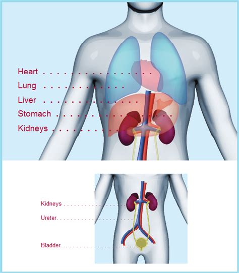 Image result for Kidneys Location in Body