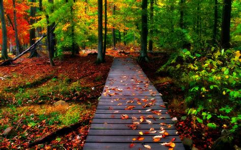 Afbeeldingsresultaten voor Free Nature Desktop Download