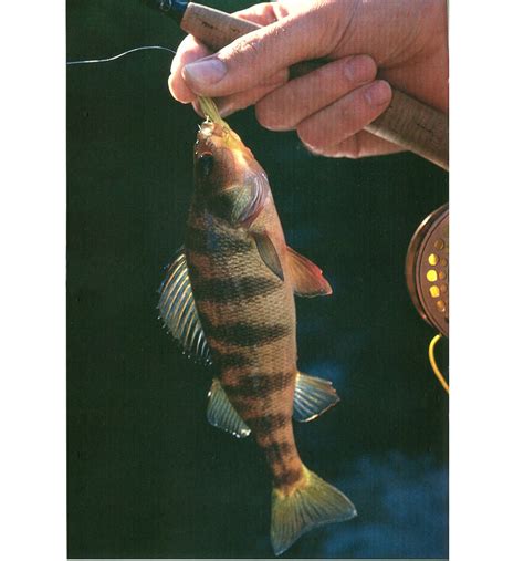 Image result for Lady On Perch