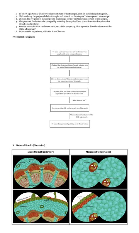 Image result for Monocot Dicot Worksheet