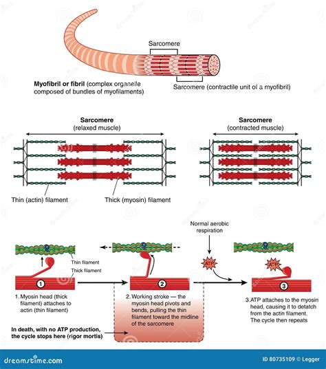 Image result for Sarcomere Contraction Intracellular Calcium