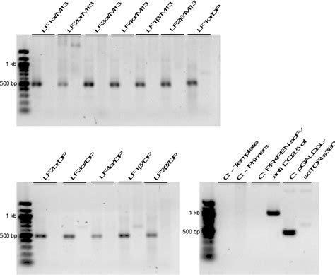Image result for Affinity Maturation Cell Display