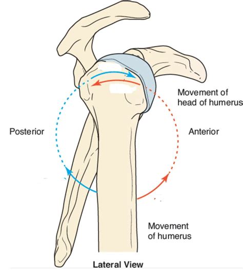 Image result for External Rotation Humerus