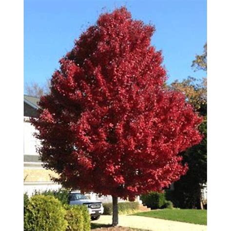 Image result for Red Maple Tree Types