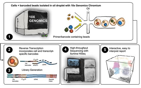 Image result for Single Cell Genome Sequencing Workflow