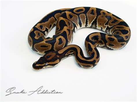 Image result for Ball Python Leopard